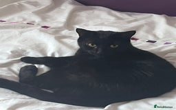 Domestic Shorthair cats for adoption: Luna, Milo & Ozzy  - Image 5