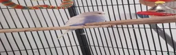 Budgerigars birds for sale: Beautiful talkative violet budgie  in Crook - Advert 2