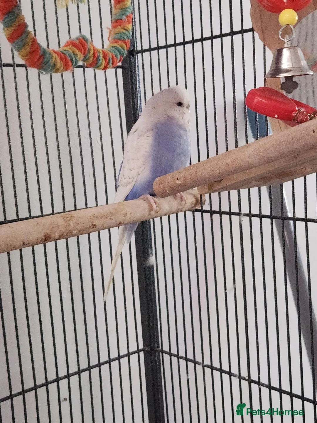 Budgerigars birds for sale: Beautiful talkative violet budgie  in Crook - Advert 2