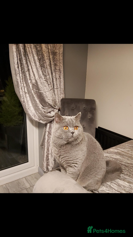 British Shorthair cats Boy for Stud Active GCCF Status CHAMPIONSHIP in Wantage - Advert 11