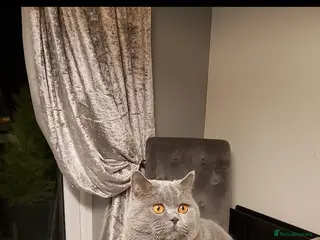 British Shorthair cats Boy for Stud Active GCCF Status CHAMPIONSHIP in Wantage - Advert 8