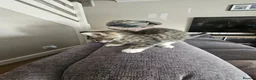 Mixed Breed cats for sale: 2 kittens for sale 1 male and 1 female in Tadley - Advert 5