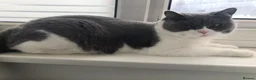 British Shorthair cats for sale: Indoor male British shortair For sale (5 yrs old) - Advert 4