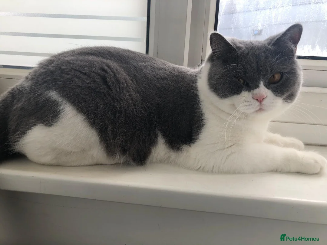 British Shorthair cats for sale: Indoor male British shortair For sale (5 yrs old) - Advert 4