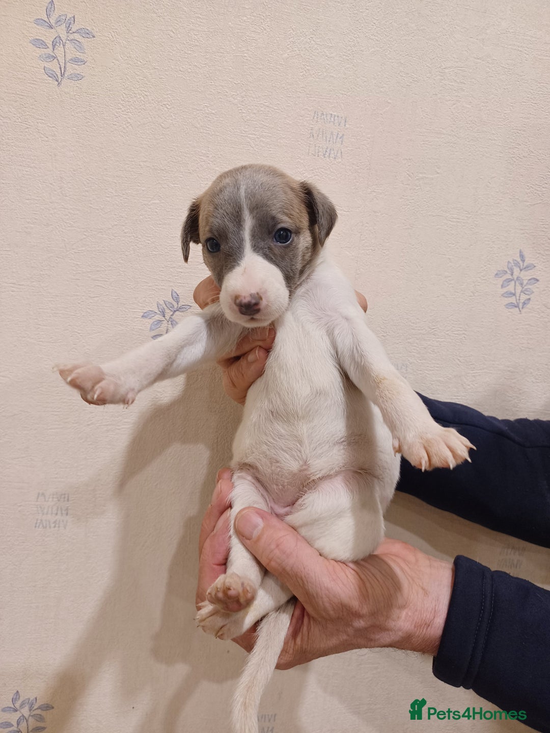 Whippet dogs for sale: Beautiful KC Reg Whippet Puppies - Advert 24
