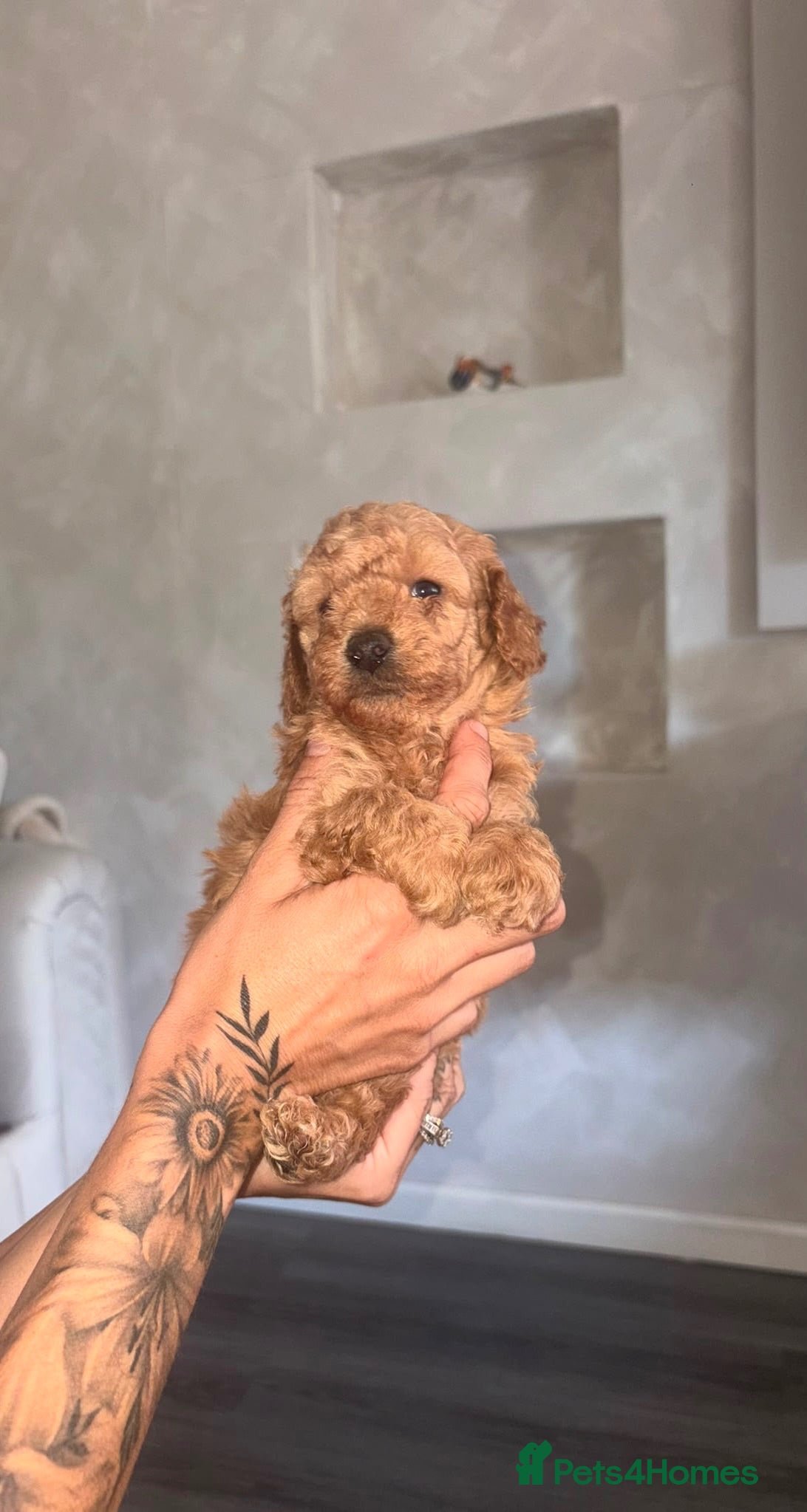 Toy Poodle dogs Toy poodle  - Advert 1