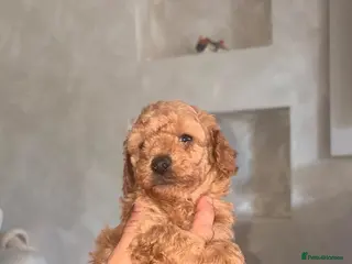 Toy Poodle dogs Toy poodle - Advert 1