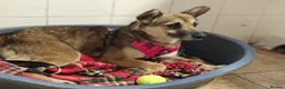 Mixed Breed dogs for adoption: ❤️🐶 ZLATA – GENTLE, THOUGHTFUL in Burton-on-Trent - Advert 11