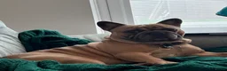 French Bulldog dogs for stud: Outstanding 5 Generation French Bulldog Stud in Coalville - Advert 6