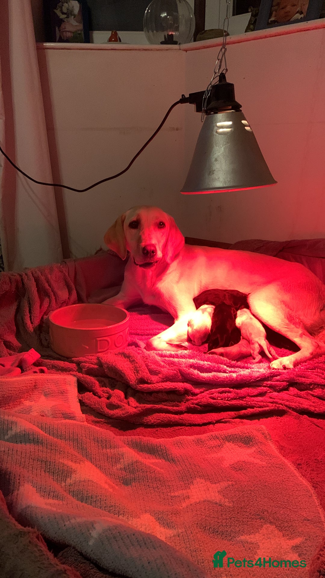 Labrador Retriever dogs for sale: Excellent litter of working labradors - Image 2