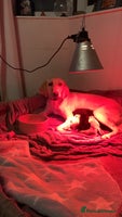 Labrador Retriever dogs - Advert 10
