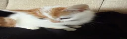 Mixed Breed cats for sale: Female kitten for sale - Advert 3