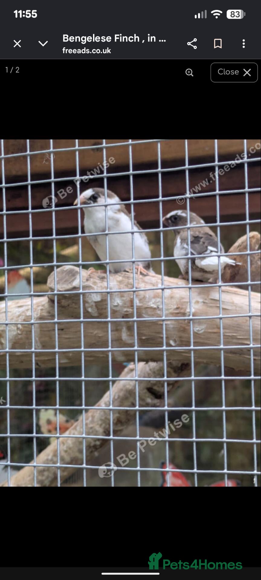 Finches birds Bengelese finch  - Advert 3
