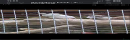 Finches birds for sale: Bengelese finch  - Advert 1