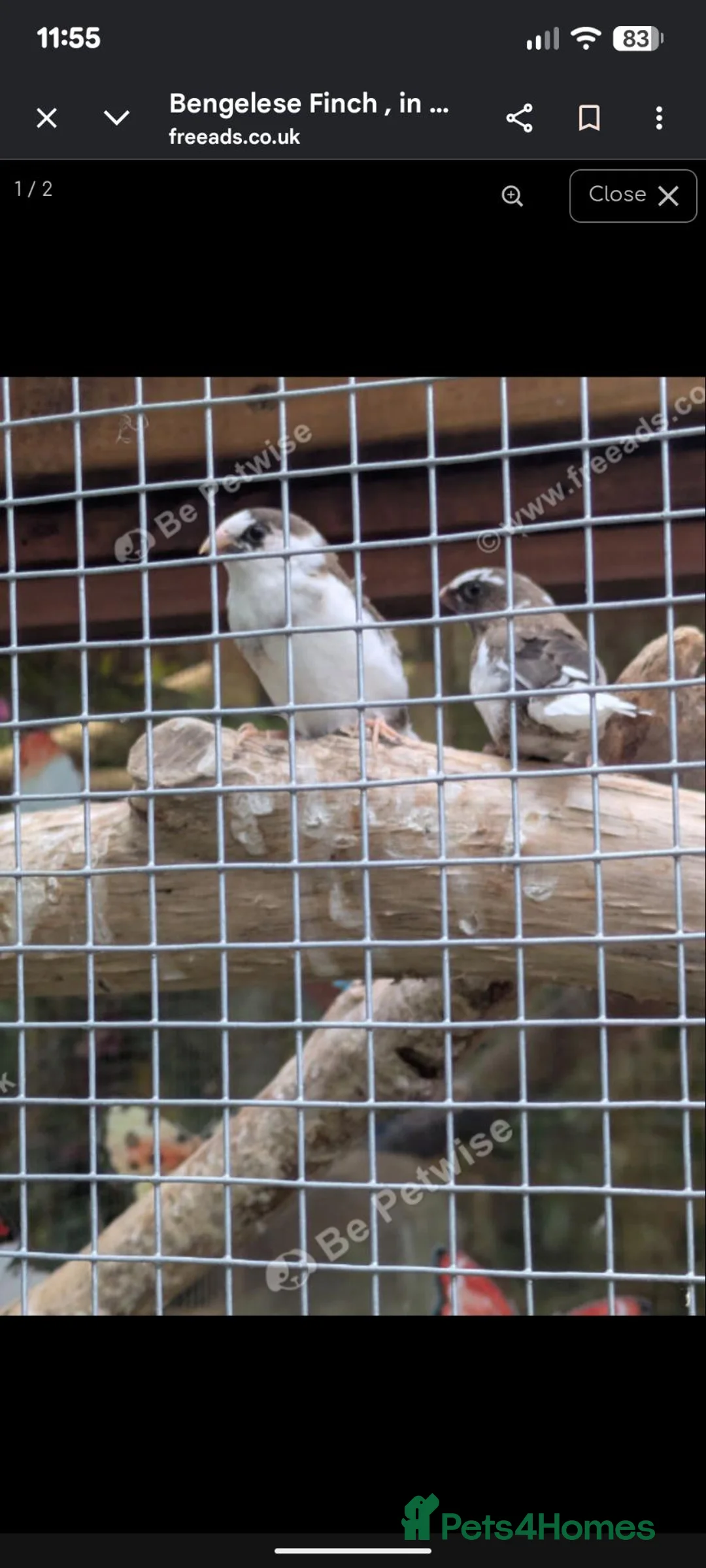 Finches birds for sale: Bengelese finch  - Advert 1