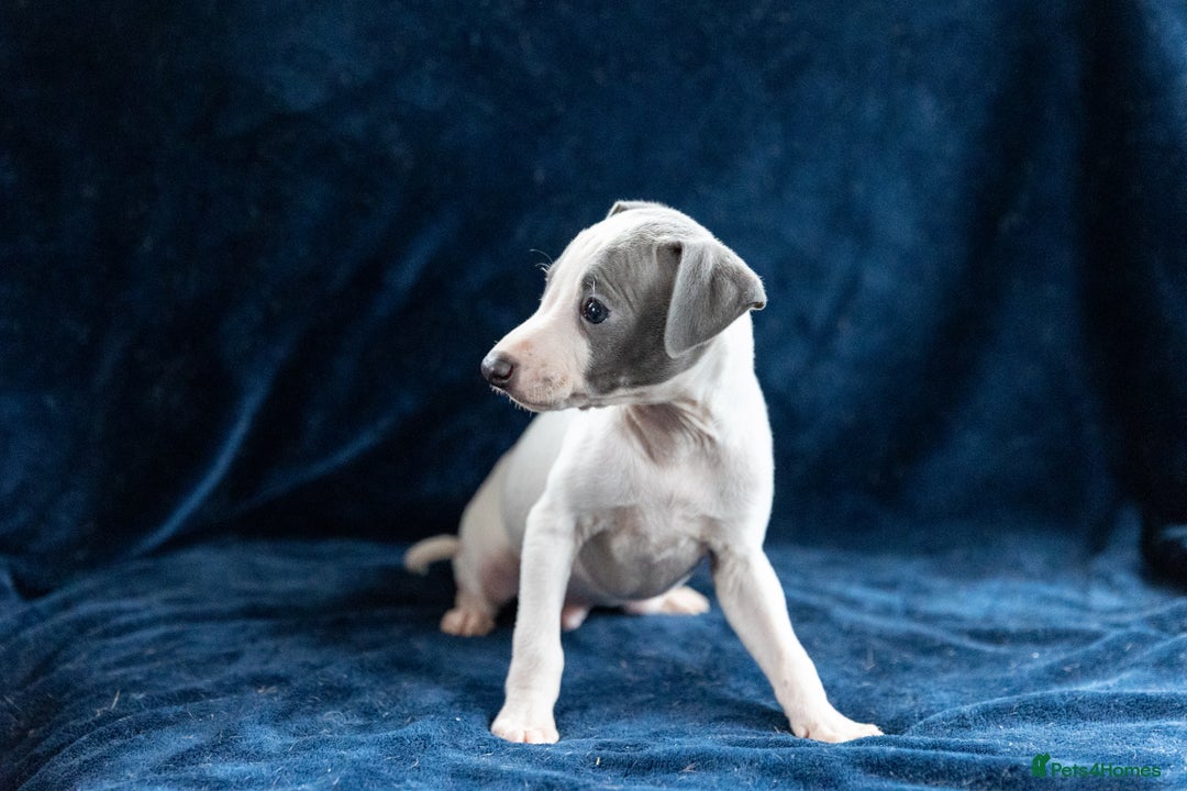 Italian Greyhound dogs for sale: READY TO GO IN 5 DAYS  - Advert 21