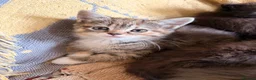 Scottish Fold cats for sale: GORGEOUS SCOTTISH FOLD X EXOTIC PERSIAN KITTENS - Advert 10