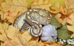 Python Snake reptiles for sale: Baby royal python  - Image 2