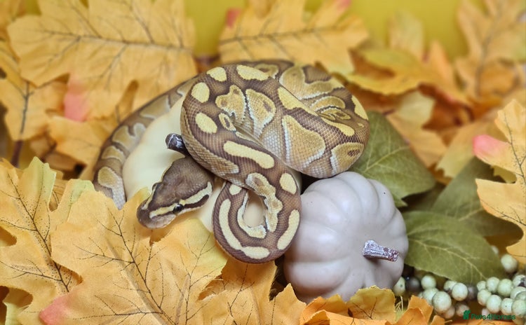 Python Snake reptiles - Advert 2