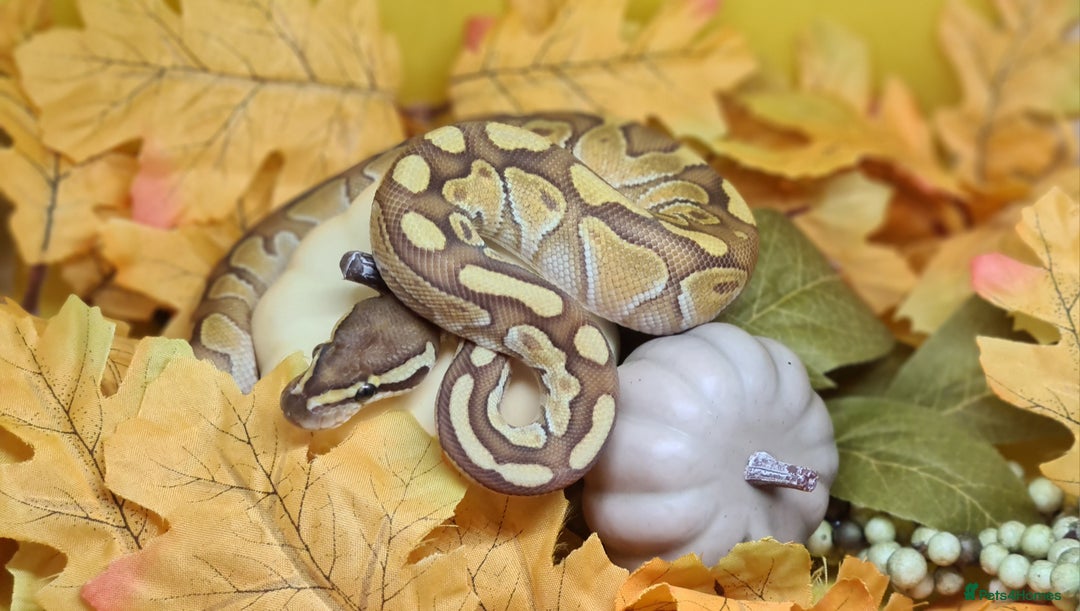 Python Snake reptiles for sale: Baby royal python  - Image 2