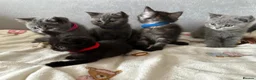 British Shorthair cats for sale: Adorable BSH Kitten Looking for a Loving Home - Advert 6