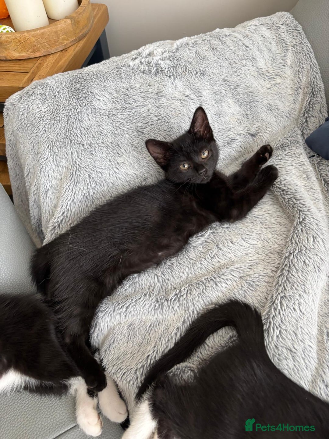 Mixed Breed cats for sale: 3 playful girls  - Image 10