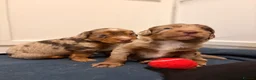 Mixed Breed dogs for sale: Beautiful Cocker X pups  - Advert 12