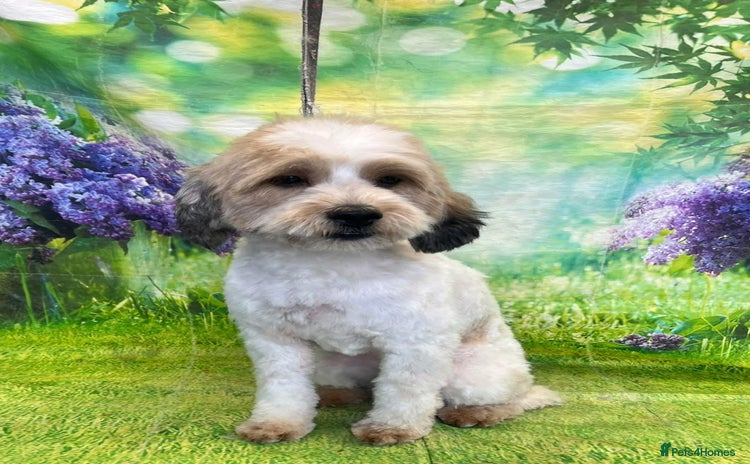 Mixed Breed dogs - Advert 5