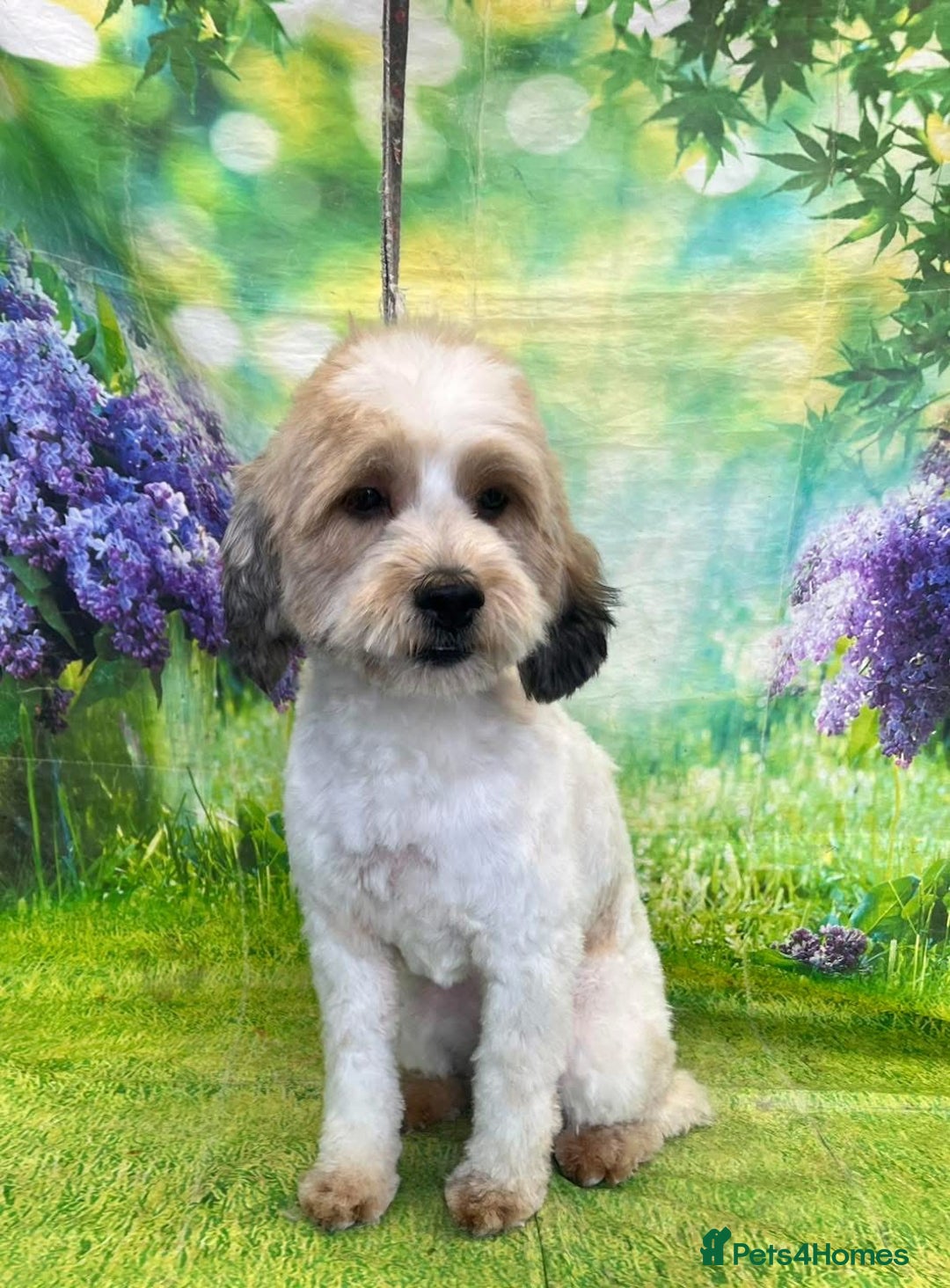Mixed Breed dogs for sale: Shih Szu cross - Image 1