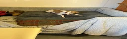 Whippet dogs for sale: Whippet - Advert 10