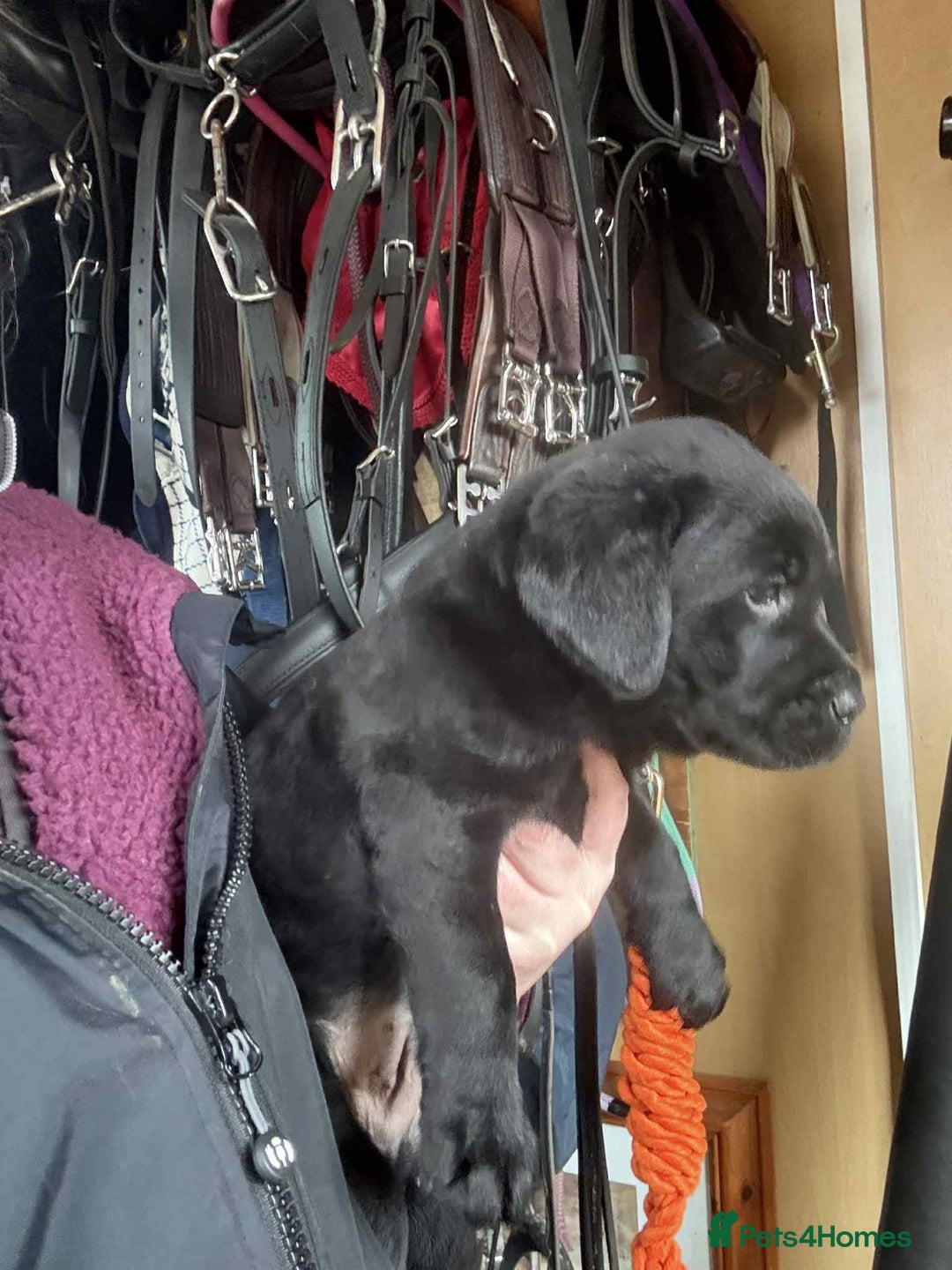 Labrador Retriever dogs for sale: two stunning labrador puppies - Advert 6