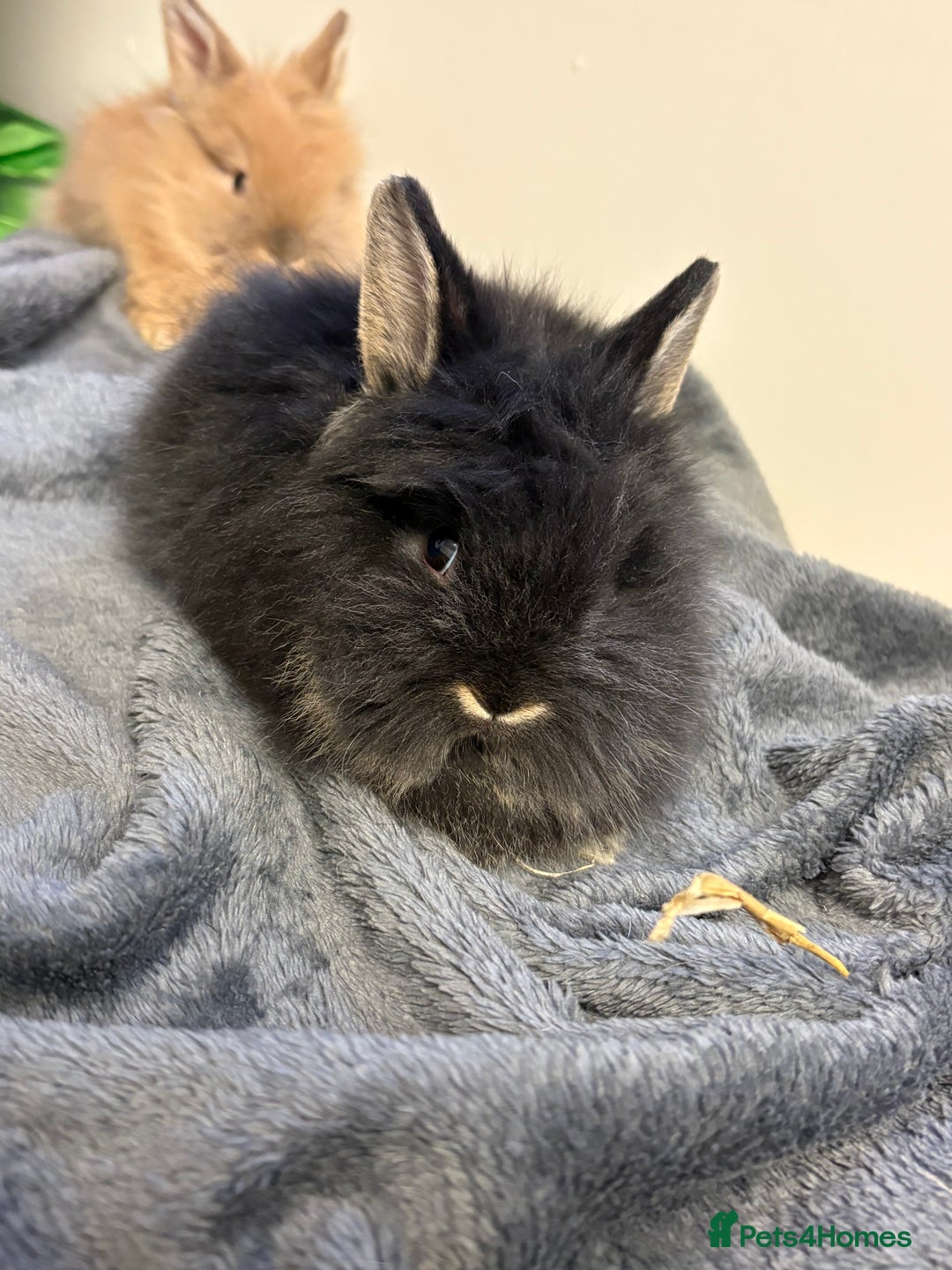 Lionhead rabbits for sale: Double maned lionhead babies  - Advert 8