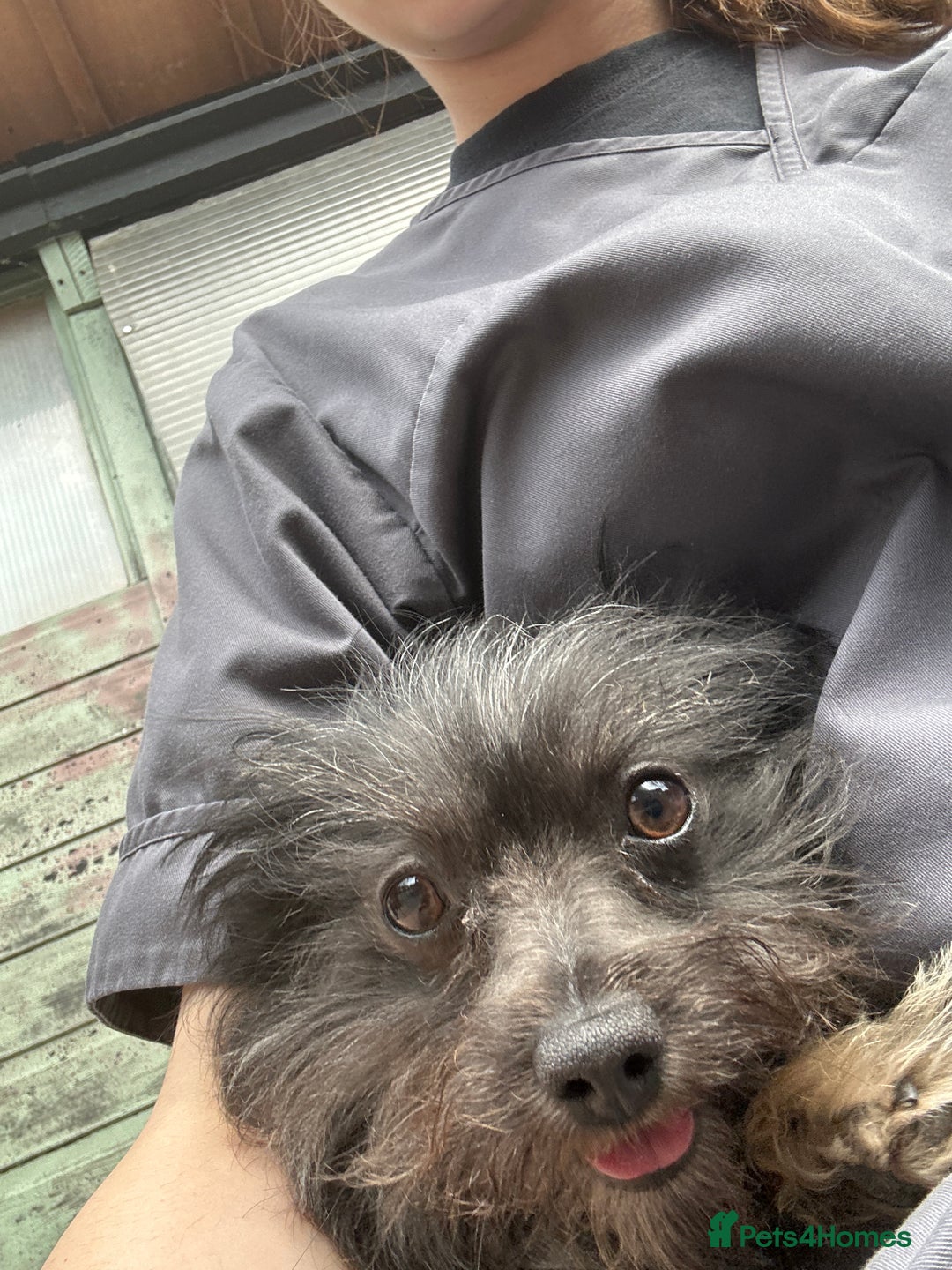 Chorkie dogs for sale: Buttons Yorkshire terrier x Chihuahua - Image 1