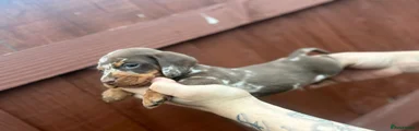 Dachshund Puppy 4