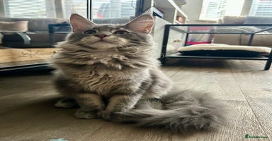 Maine Coon cats - Advert 5
