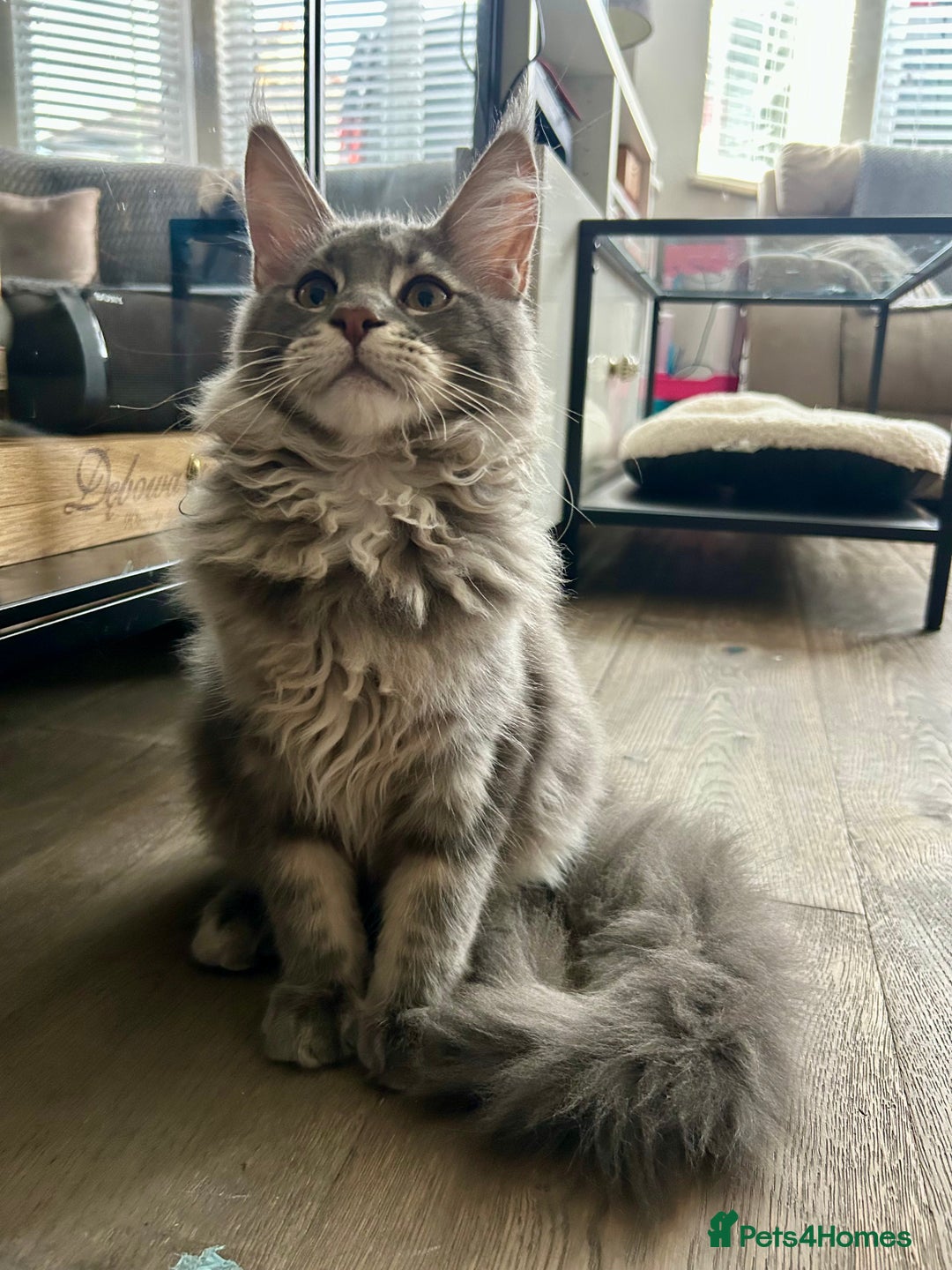 Maine Coon cats for sale: Stunning TICA Registered Maine Coon Boys Available - Image 2