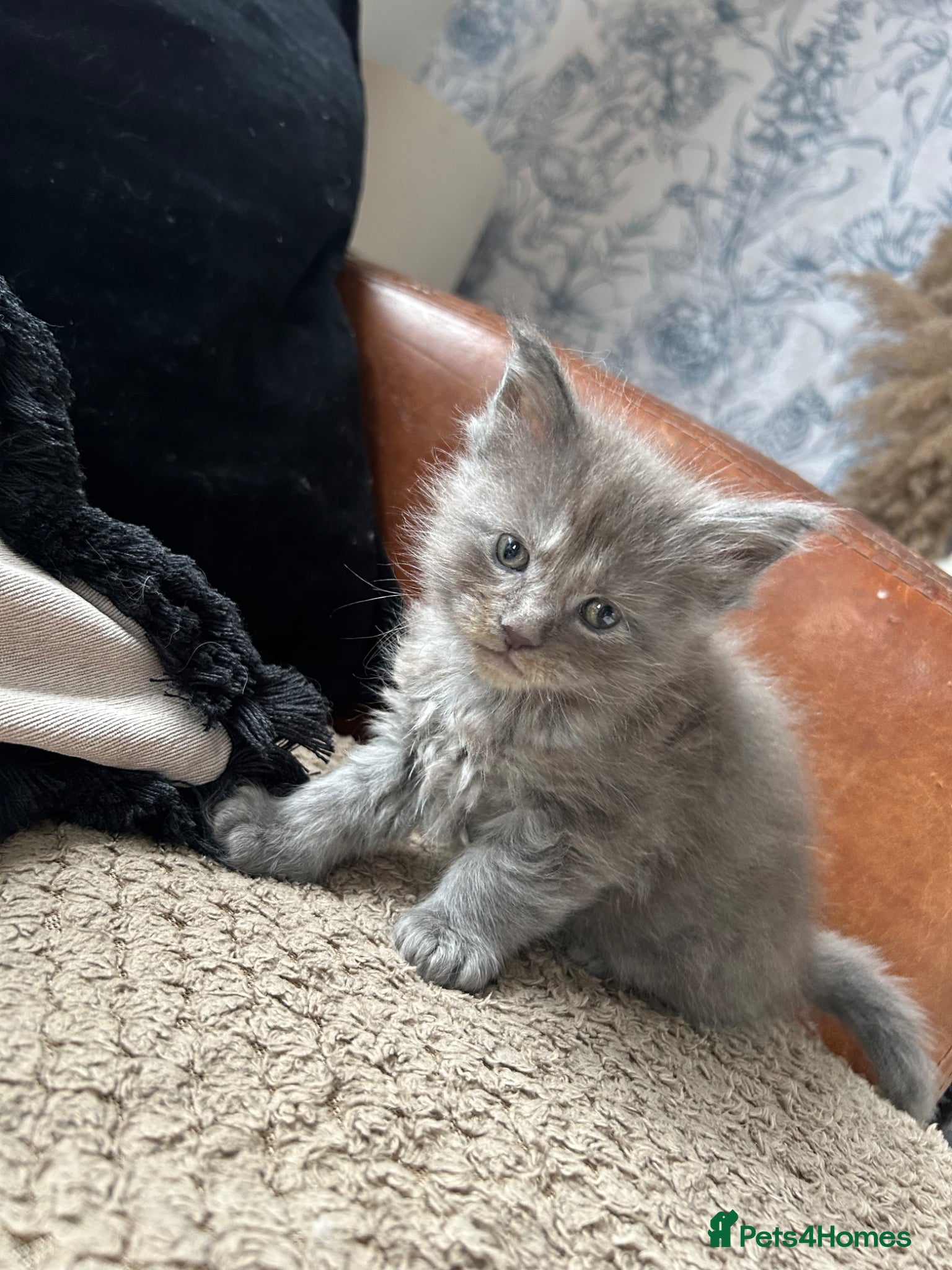 Maine Coon cats TICA registered Maine coones (smokes) - Advert 12