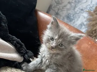 Maine Coon cats TICA registered Maine coones (smokes) - Advert 12