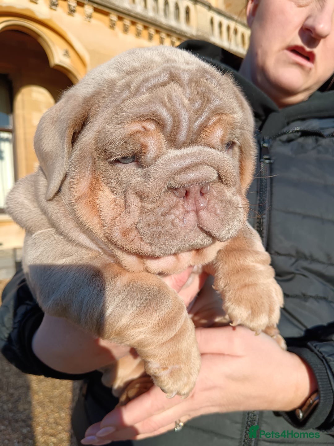 English Bulldog dogs for sale: 2 stunning males from the world famous Mr muscle  - Advert 24
