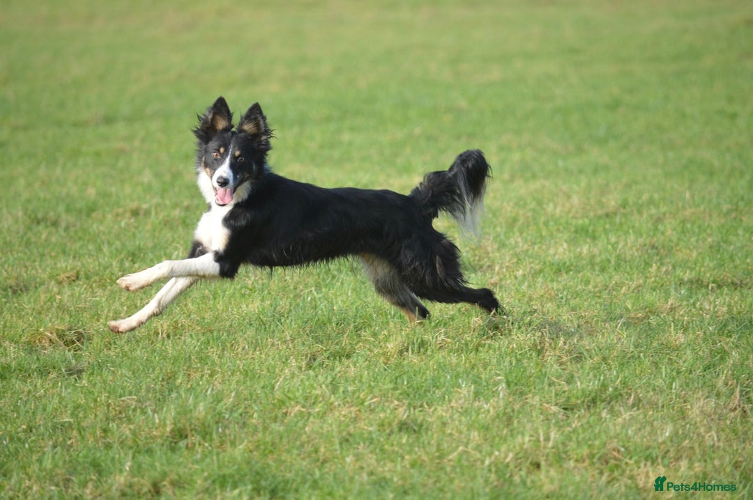 Border Collie dogs for sale: Beautiful Border Collie Bitch - Advert 3
