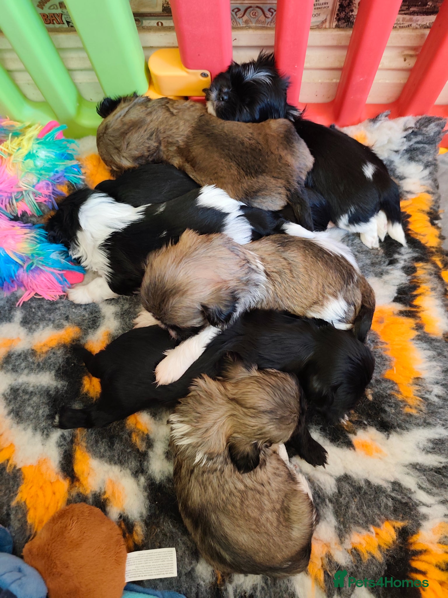 Shih Tzu dogs Shih tzu puppies rainbow liter - Advert 2