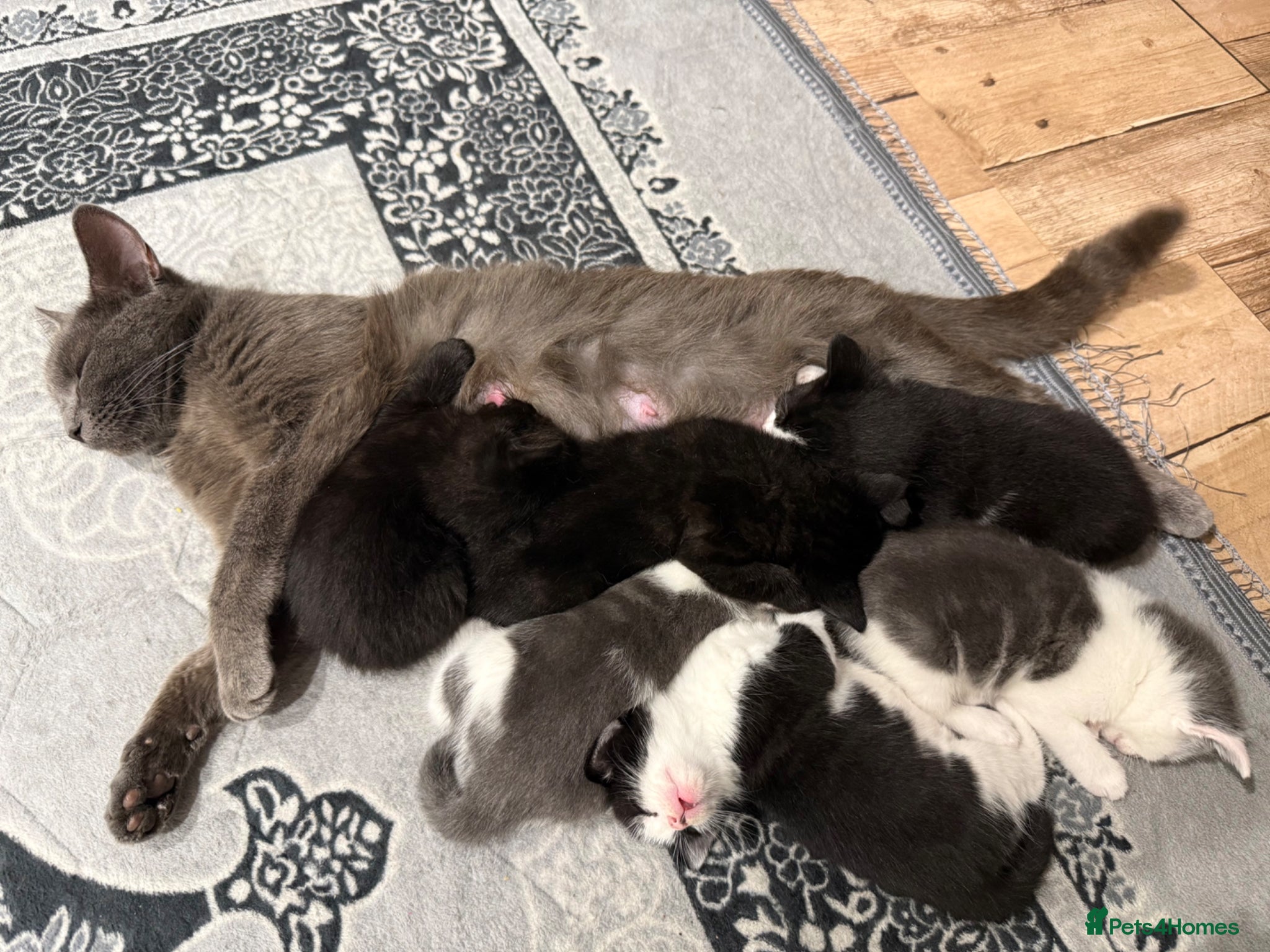 Mixed Breed cats Loving kittens for sale- 4boys 2girls  - Advert 7