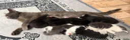 Mixed Breed cats for sale: Loving kittens for sale- 4boys 2girls  - Advert 1