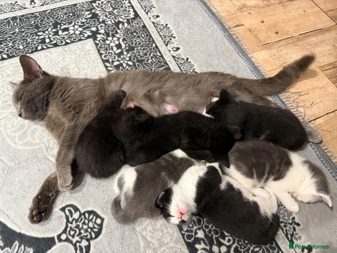 Mixed Breed cats for sale: Loving kittens for sale- 4boys 2girls  - Advert 1