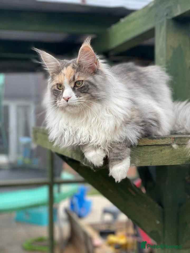Maine Coon cats Outstanding Russian line kittens  - Advert 2