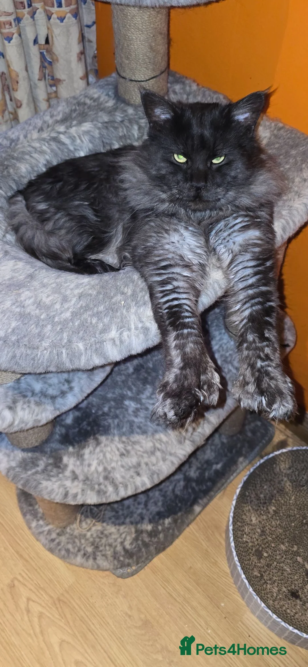 Maine Coon cats for sale: Beautiful maine coon kitten - Advert 2