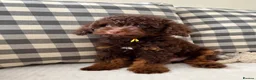 Toy Poodle dogs for sale: Health tested Toy poodle puppies  - Advert 7