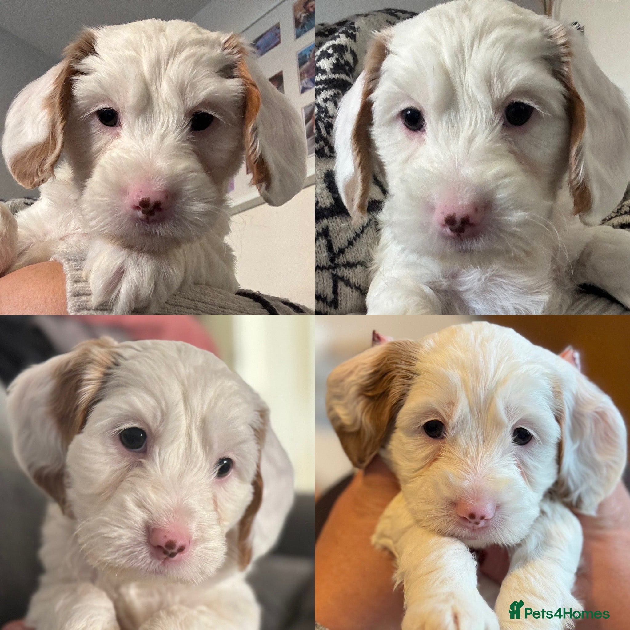 Cockapoo dogs One Gorgeous F2B Cockapoo puppy left - Advert 4