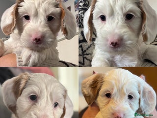 Cockapoo dogs One Gorgeous F2B Cockapoo puppy left - Advert 6