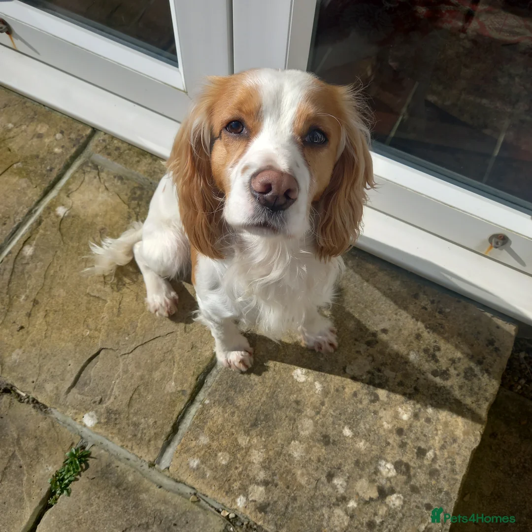 Cocker Spaniel dogs for stud: Health tested cocker spaniel for stud in Dorchester - Advert 4